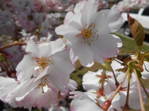 Cherry Blossoms 2013 004