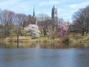 Cherry Blossoms 2013 037